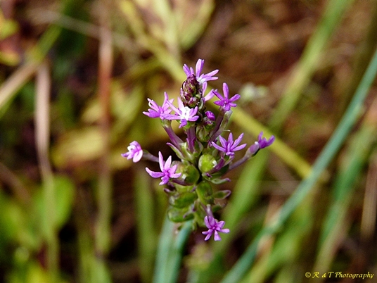{Polygala incarnata}
